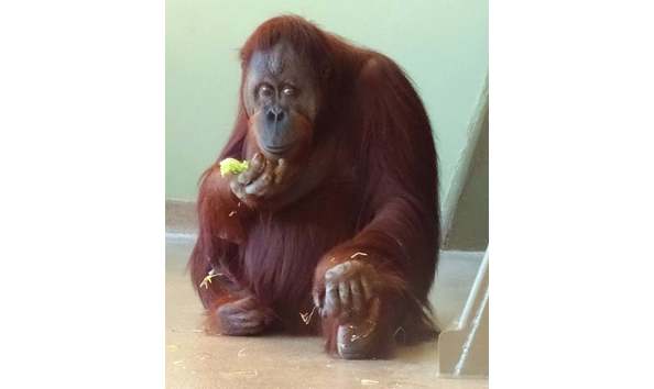 Big image indianapolis zoo