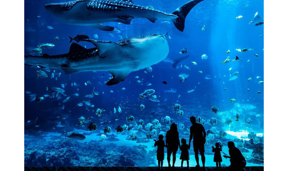 Big image georgia aquarium 2