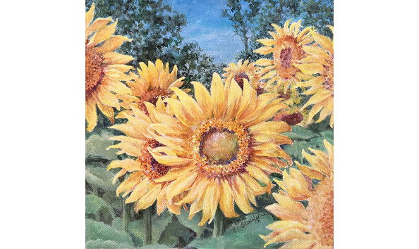 Big image kay stauffer sunflower field new tripoli