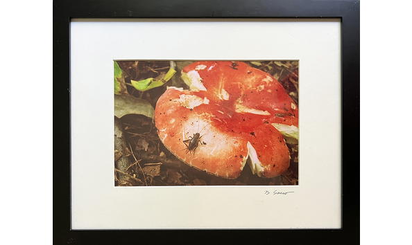 Big image kathy sacco photograph with frame