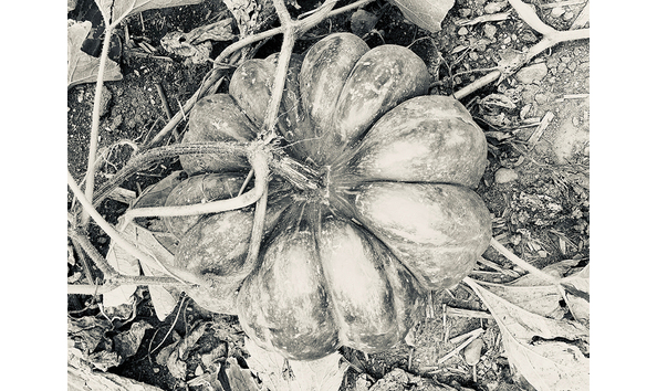 Big image gayle cichocki pumpkin