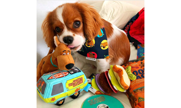 Big image bark box 2