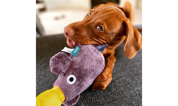 Big image bark box 3