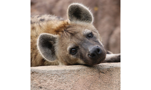 Big image denver zoo 3