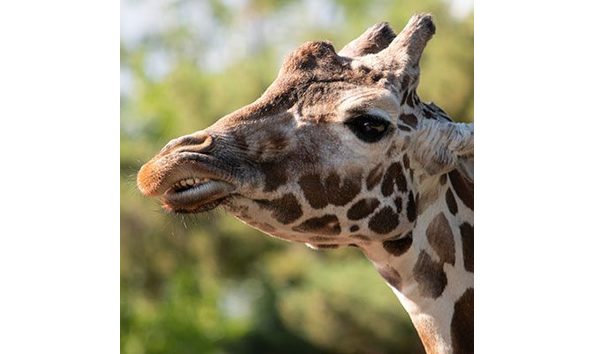 Big image denver zoo 1
