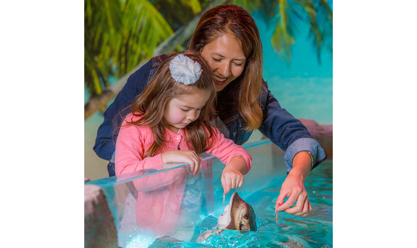 Big image seaquest 1