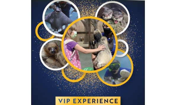 Big image seaquest 3