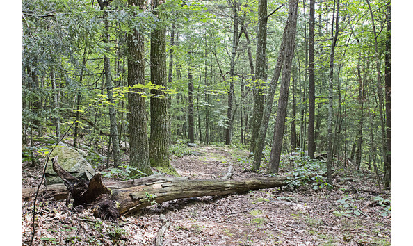 Big image lee butz forest