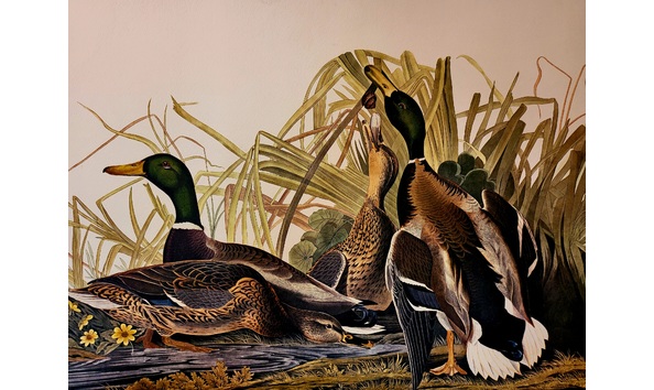 Big image mallard ducks 03