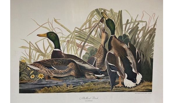 Big image mallard ducks
