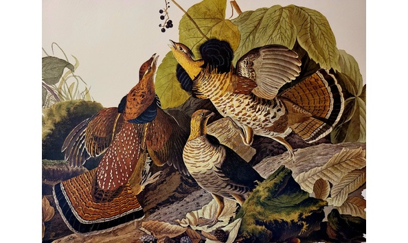 Big image ruffled grouse 03