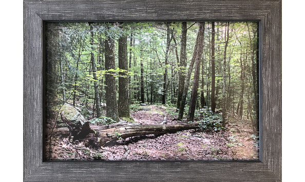 Big image lee butz forest with frame
