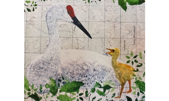 Big image sandhill crane and chick 04