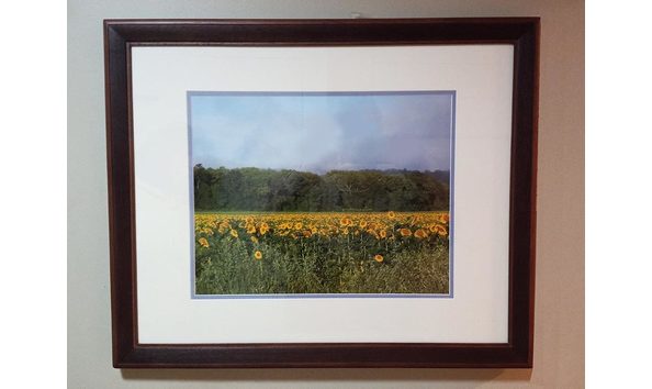 Big image field of sunflowers 1