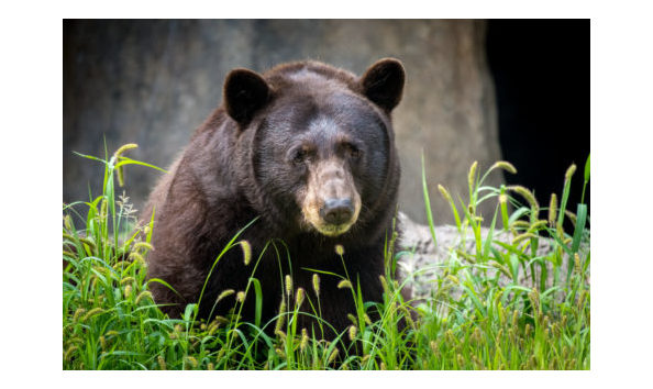 Big image zoo black bear 0088 7327 480x320