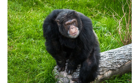 Big image zoo chimpanzee 0052 3576 1 600x400