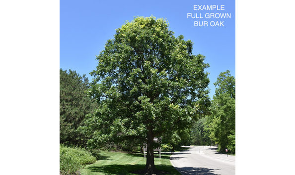 Big image bur oak 500x500 1