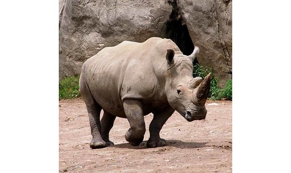 Big image rhino