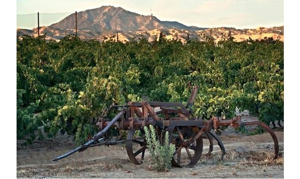 Big image evanghelo vineyard turley