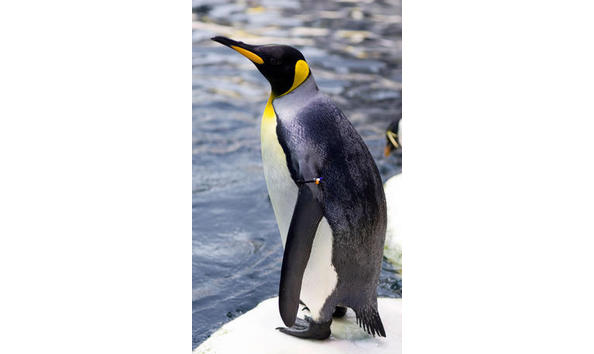 Big image penquin 2