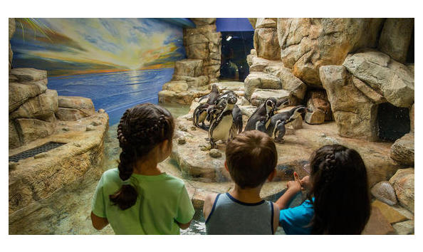 Big image mg aquarium