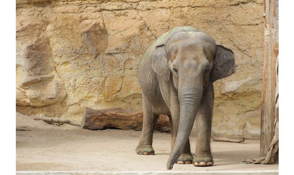 Big image elephant