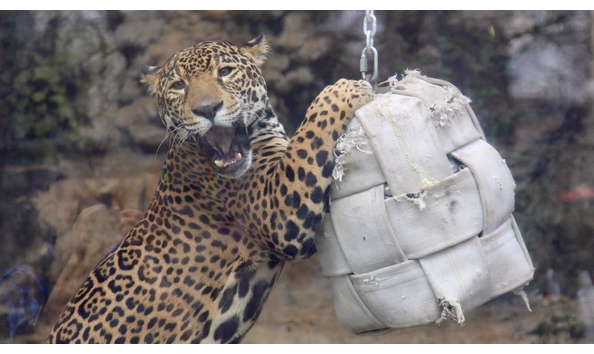 Big image jaguar