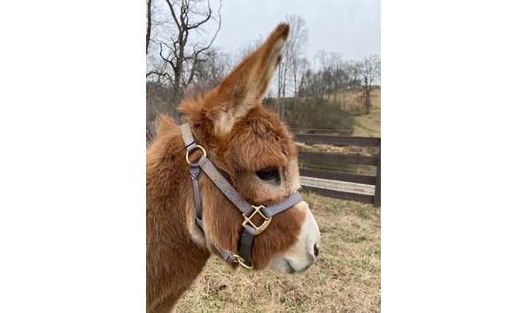 Big image smokymanapig1