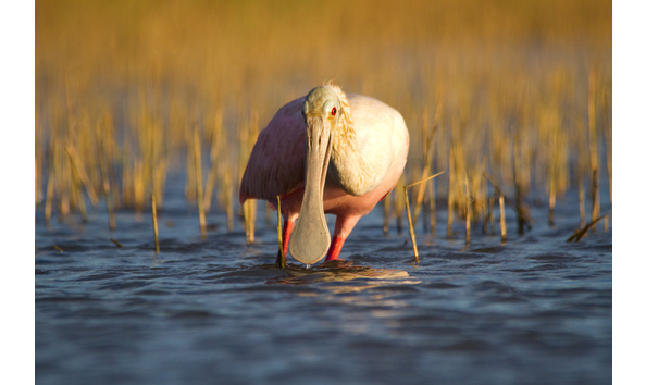 Big image spoonbill copy  2