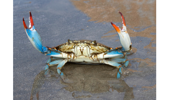 Big image blue crab copy  2