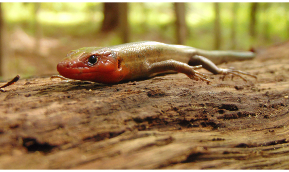 Big image common five lined skink 
