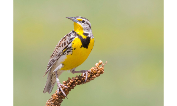 Big image meadowlark copy