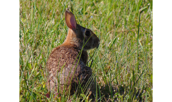 Big image swamp cottontail