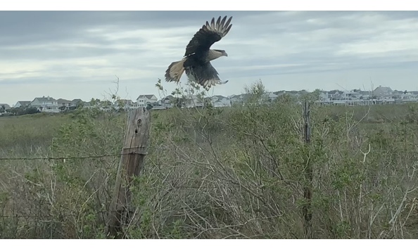 Big image caracara take flight copy