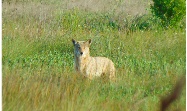 Big image coyote 