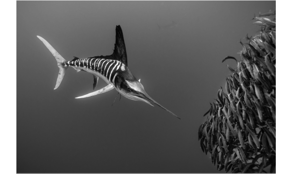 Big image screen shot 2017 11 24 at 4.36.09 pm