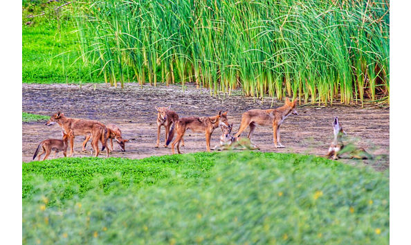 Big image canids