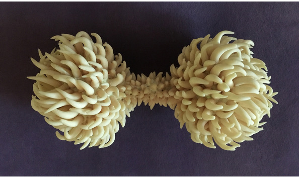 Big image smallspecimen