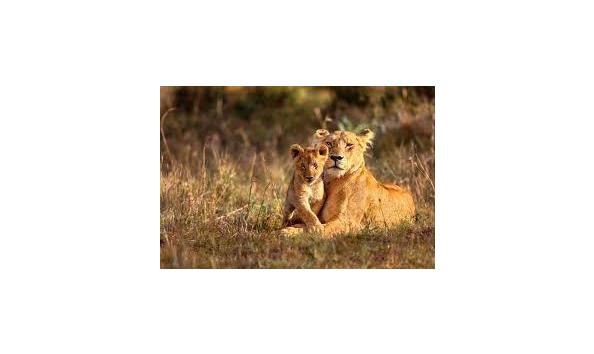 Big image safari photo 2