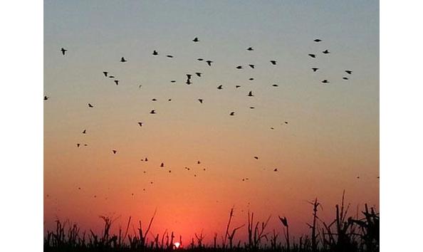 Big image doves at sunset reg