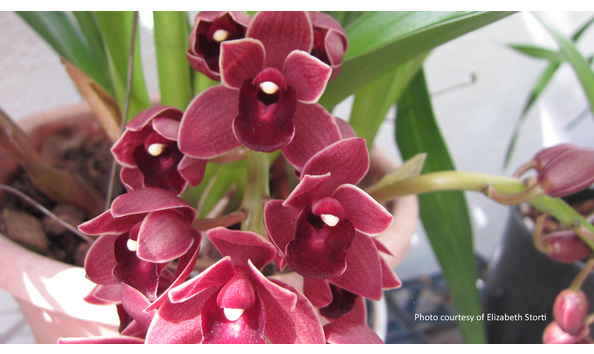 Big image cym. dorothy stockstill  forgotten fruit  amaos nsw hos bcsa sdog hccaoccourtesyofelizabeth