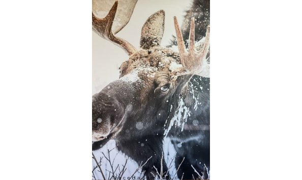 Big image hageman moose bullseye 001