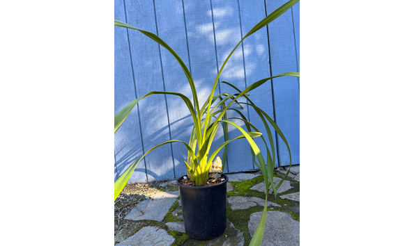 Big image cym. kirby lesh  memoria yoshiko nagahata plant