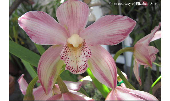 Big image cym.  memoria gracie allen x finetta   feathered courtesyescropped