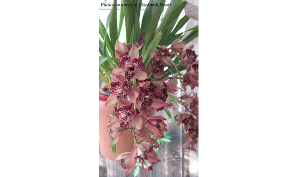 Big image cym. hot devon  bird of paradise courtesy of storti