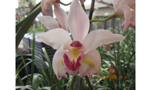 Big image cym.  barbara uno  wildeyes  x hazel tyers  santa maria  