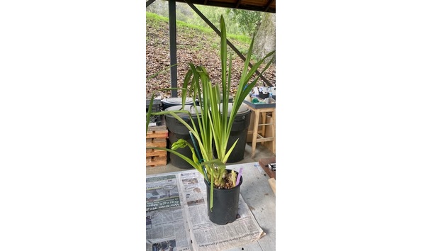 Big image cym. claude s village   1  wc 15 04plant