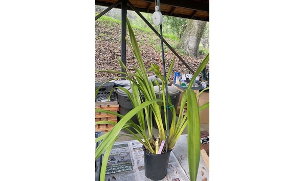 Big image cym. claude s village   2  wc 15 04plant