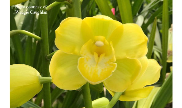 Big image cym. equinox  cinnabar   shirley may walker x sleeping bill bailey courtesyofwccropped