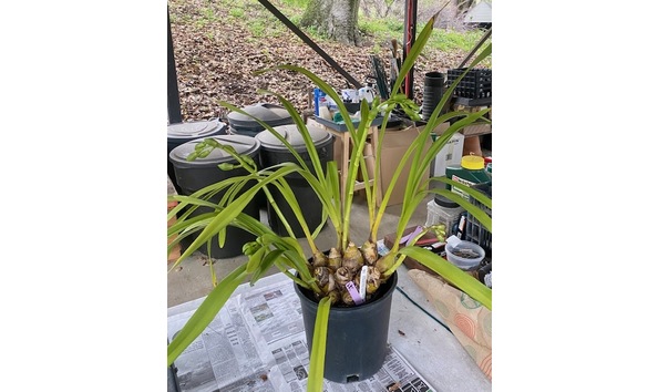 Big image cym. green elation x kimberley valley   grasshopper plant